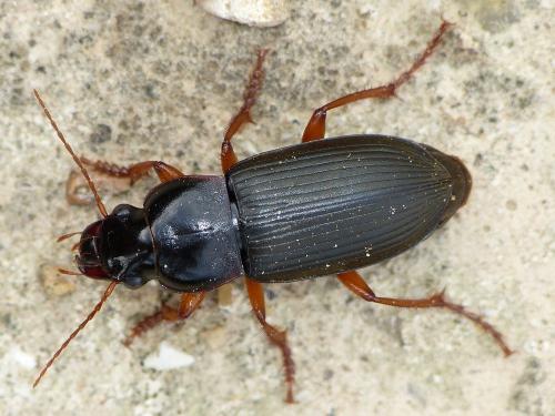 Pseudoophonus rufipes